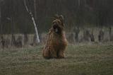 BRIARD 280